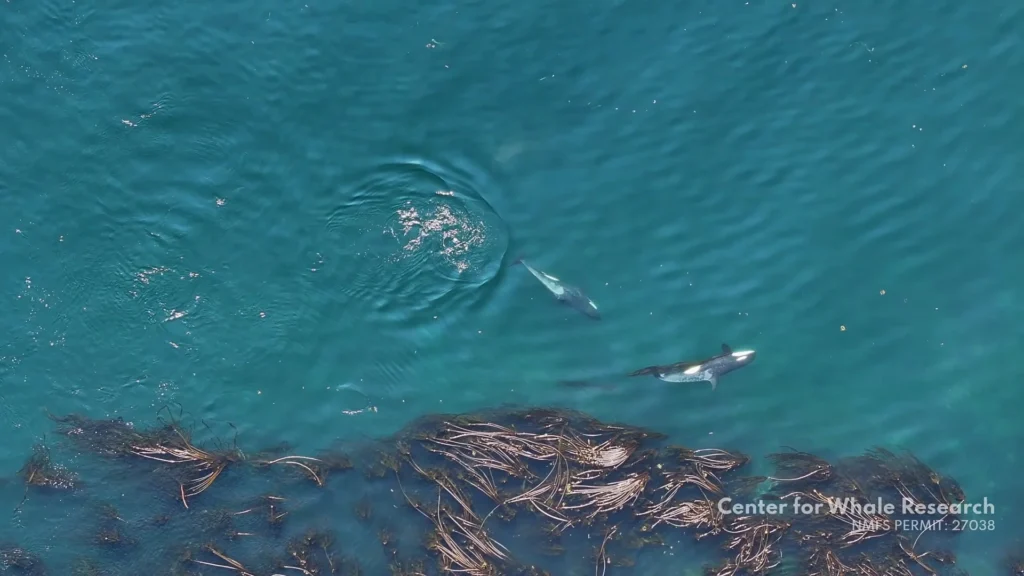 Killer whales: the ultimate skincare routine with kelp and massages