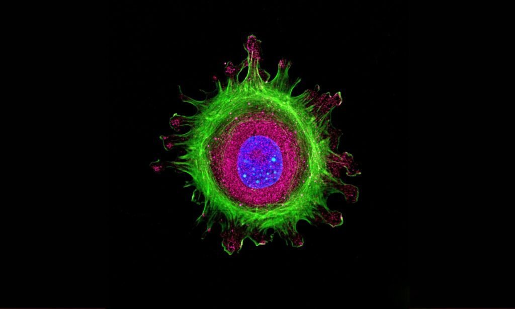 Revolutionary system targets dying cells while preserving healthy ones